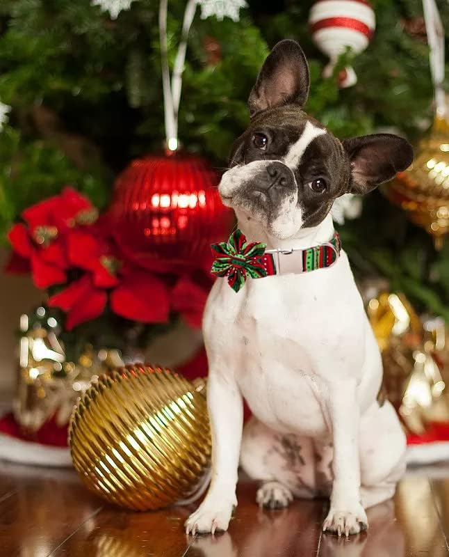 Lionet Paws Christmas Dog Collar with Flower, Dog Flower Collar with Metal Buckle for Dogs and Cats, Adjustable Comfortable Dog Collar Girl Gift, XS, Neck 8-12 in