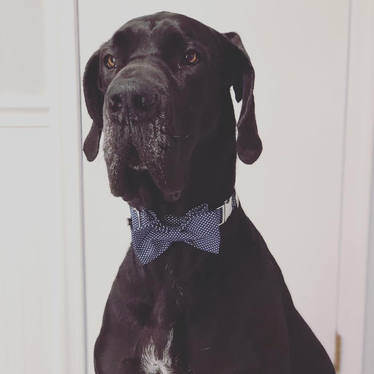 Lionet Paws Boy Dog Collar with Bowtie, Comfortable Adjustable Cute Navy Blue Bow Tie Collar for Male Dogs Gift, Medium, Neck 13.5-22 inches