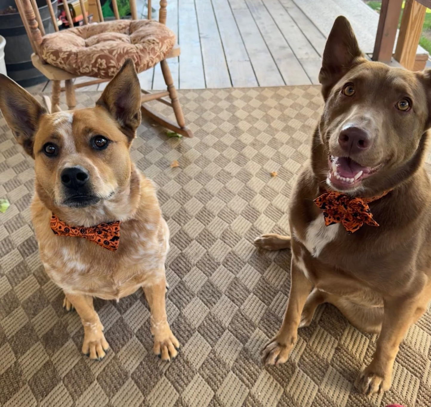 Lionet Paws Halloween Dog Collar with Bowtie - Cute Cotton Adjustable Fall Bowtie Dog Collar with Metal Buckle for Small Medium Large Dog Girl Boy Gift, S, Neck 10-16in